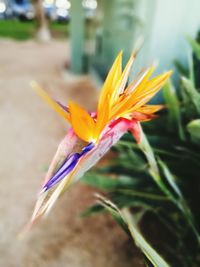 Close-up of flower blooming outdoors