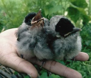 Close-up of a hand holding a bird