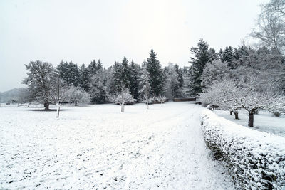 Trees on snow covered field against sky