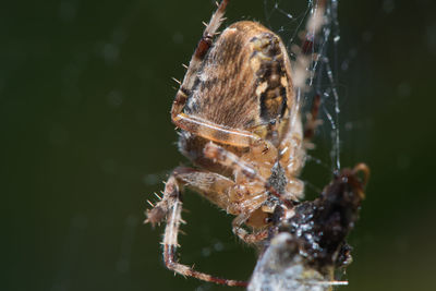 Close-up of spider on web