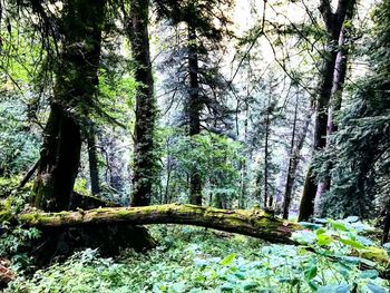 Trees in forest