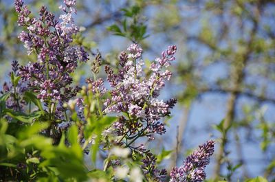 Low angle view of purple flowering tree