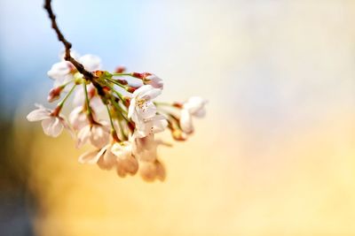 Close-up of flower tree against sky