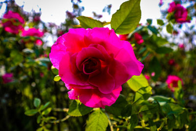 Close-up of pink rose