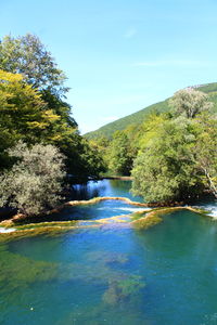 Scenic view of river amidst trees against clear blue sky