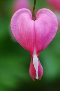 Close-up of pink flowers