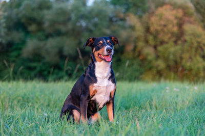 Portrait of a dog on field