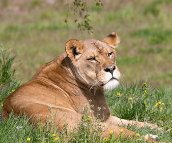 Portrait of a cat on field