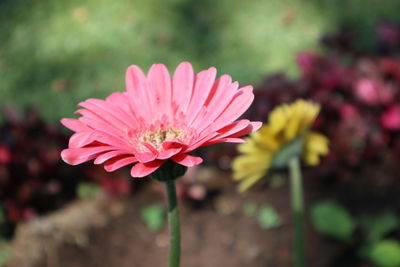 Close-up of pink flower