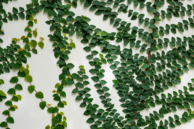 The green creeper plant on the wall