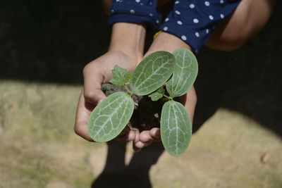 Midsection of man holding leaves