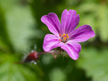 Close-up of pink flowering plant