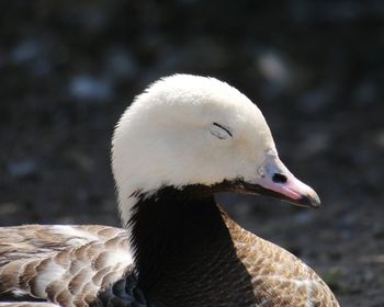 Close-up of swan