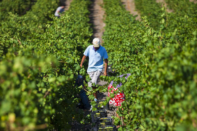 Rear view of woman walking on flowering plants