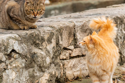 Cat sitting on rock