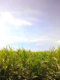 Scenic view of grassy field against sky