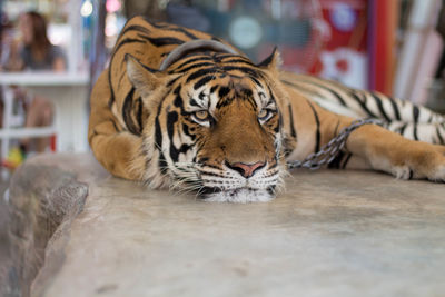 Close-up of a cat in zoo