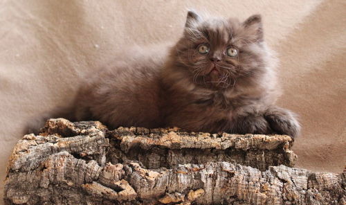 Fluffy kitten looking away while sitting on tree log