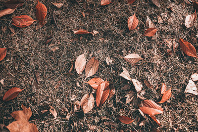 High angle view of dry leaves on field