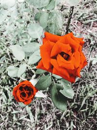 Close-up of orange poppy blooming outdoors