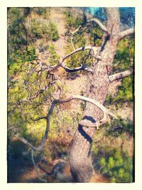 Trees growing in forest