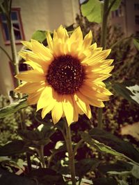 Close-up of sunflower