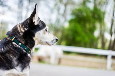 Close-up of dog outdoors