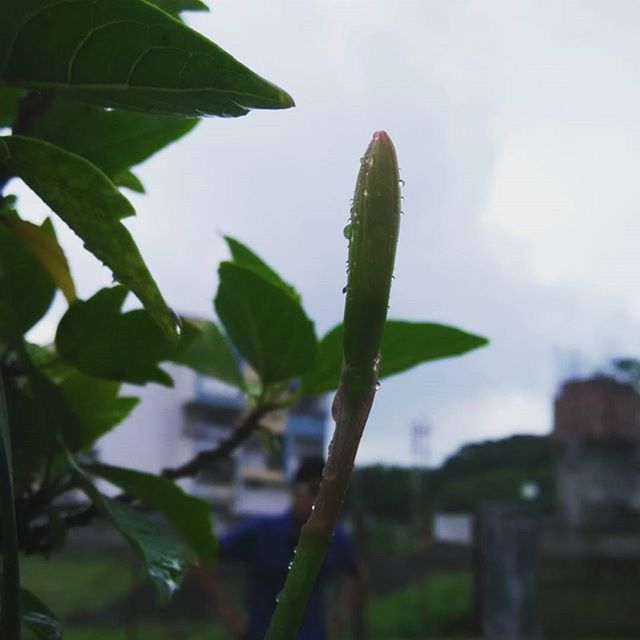 leaf, growth, close-up, focus on foreground, plant, green color, nature, freshness, sky, drop, beauty in nature, clear sky, stem, selective focus, growing, day, wet, outdoors, no people, fragility