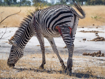 Injured zebra grazing in savannah, moremi game reserve, botswana, africa