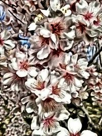 Close-up of white flowers blooming outdoors