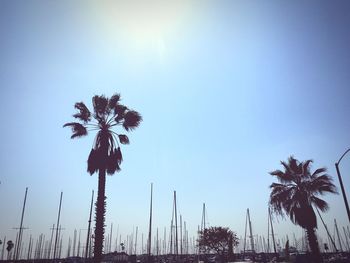 Low angle view of masts by palm trees against clear sky