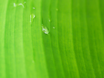 Full frame shot of water drops on leaf