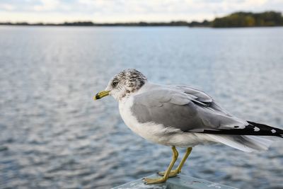 Close-up of seagull perching on lake