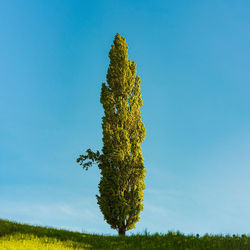 Single poplar tree. grape hills view from wine road in spring. tourist destination, travel spot. 