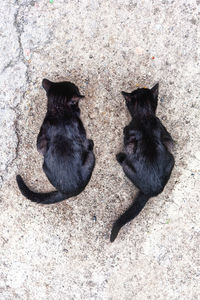 High angle view of black cat