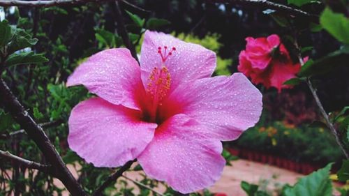 Close-up of pink flower