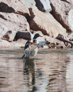 Bird in a lake