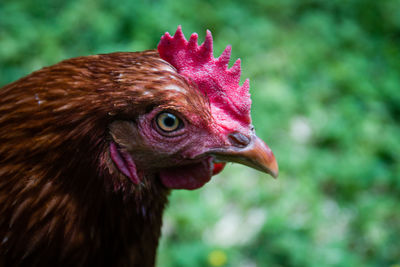 Close-up of a bird