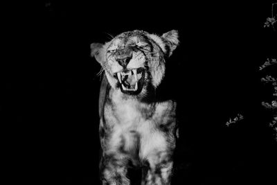 Close-up of lion against black background