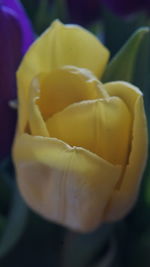 Close-up of yellow flower