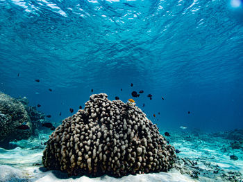 View of fish in sea