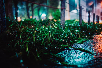 Close-up of wet grass on field