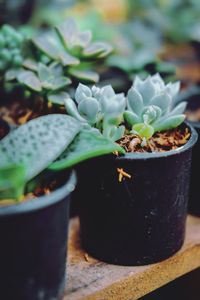 Close-up of succulent plant on table