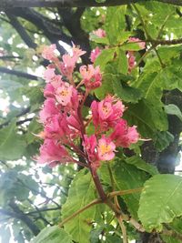 Close-up of pink flowers blooming on tree