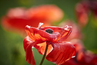 Close-up of red flower