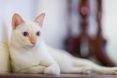 Thai cat sitting on wooden floor with blurry background.