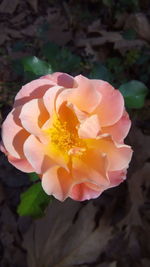 Close-up of rose flower