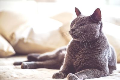 Close-up of cat sitting on bed