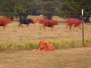 Dog relaxing on grassy field