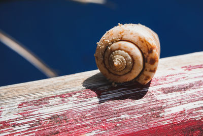 Close-up of snail on wood